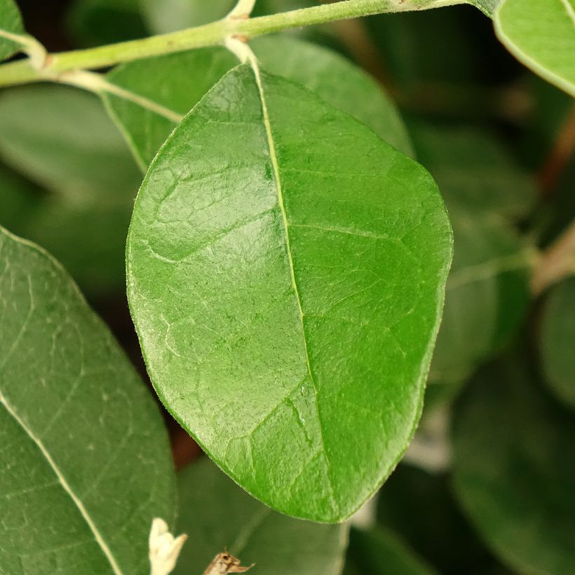 Brasilianische Guave Apollo - Feijoa sellowiana (Foliage)
