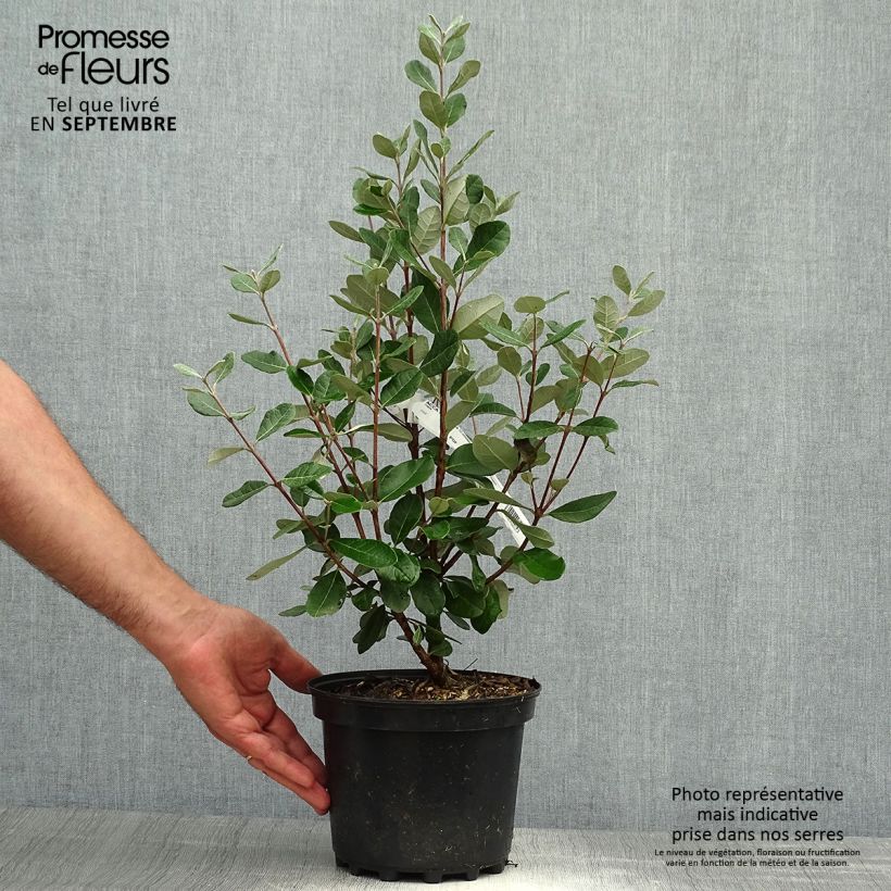 Example of Brasilianische Guave Mammouth - Acca sellowiana Topf mit 3L/4L as you get in automne