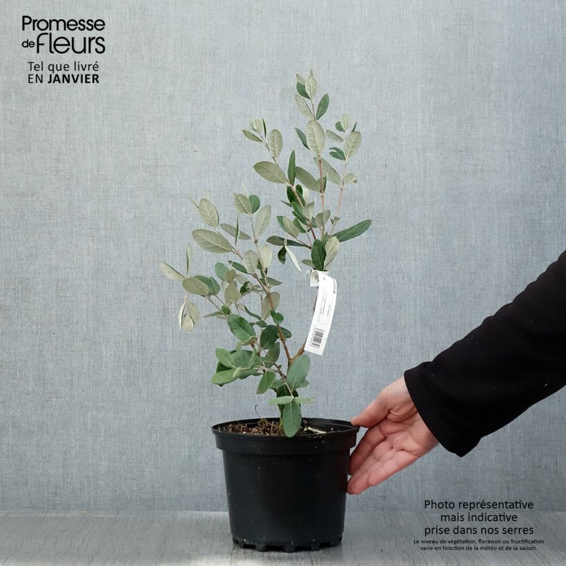 Exemplar von Brasilianische Guave Mammouth - Acca sellowiana Topf mit 3L/4L wie im Winter geliefert