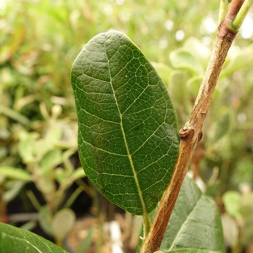 Brasilianische Guave Mammouth - Acca sellowiana (Foliage)