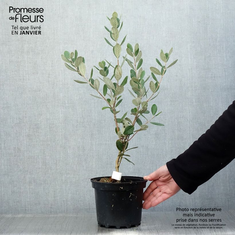 Exemplar von Brasilianische Guave Triumph - Feijoa sellowiana Topf mit 3L/4L wie im Winter geliefert