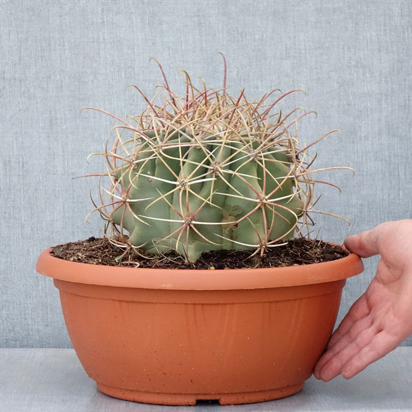 Example of Ferocactus emoryi - Ferokaktus Becher 7,5L / 10L as you get in ete