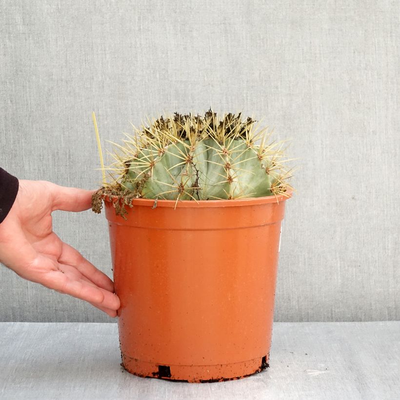 Exemplar von Ferocactus glaucescens - Ferokaktus Topf mit 4L/5L wie im Herbst geliefert