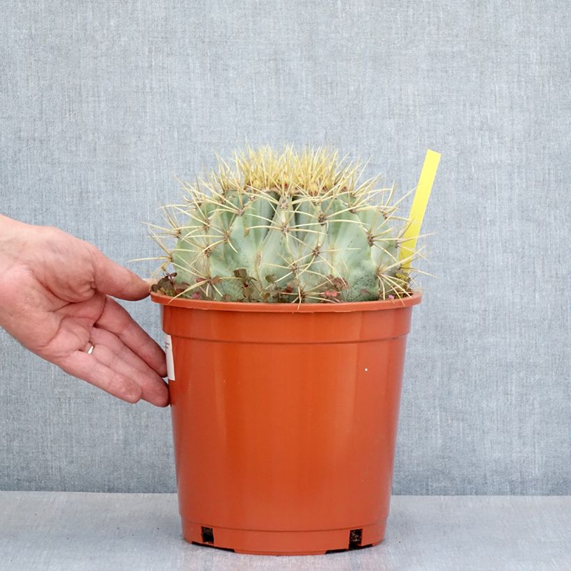 Example of Ferocactus glaucescens - Ferokaktus Topf mit 4L/5L as you get in ete