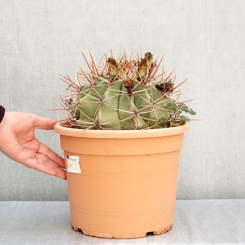 Exemplar von Ferocactus gracilis subsp. coloratus - Ferokaktus Becher 7,5L / 10L wie im Herbst geliefert