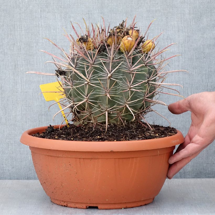 Example of Ferocactus gracilis subsp. coloratus - Ferokaktus Becher 7,5L / 10L as you get in ete