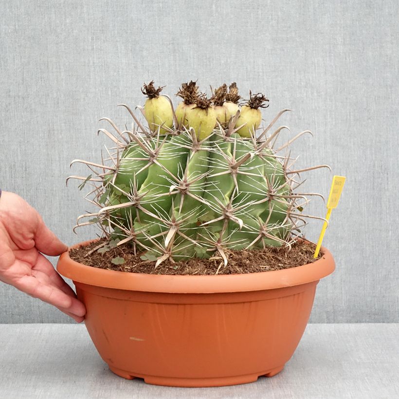 Example of Ferocactus horridus - Ferokaktus Becher 7,5L / 10L as you get in automne