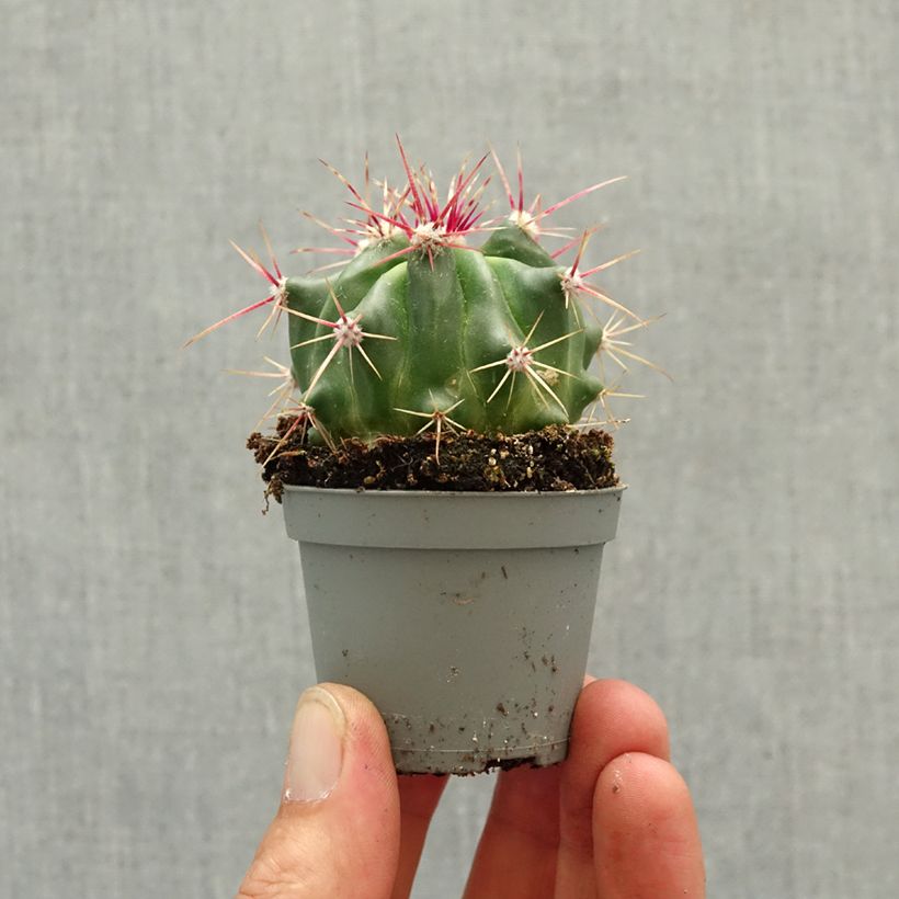 Exemplar von Ferocactus latispinus - Ferokaktus Mini-Pflanze wie im Frühjahr geliefert