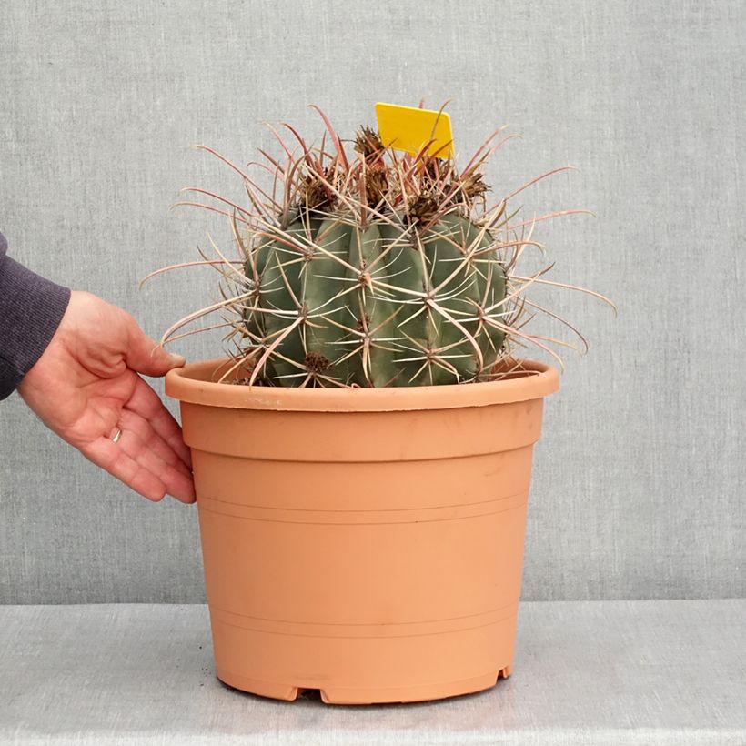 Example of Ferocactus rectispinus - Ferokaktus Topf mit 7,5L/10L as you get in automne
