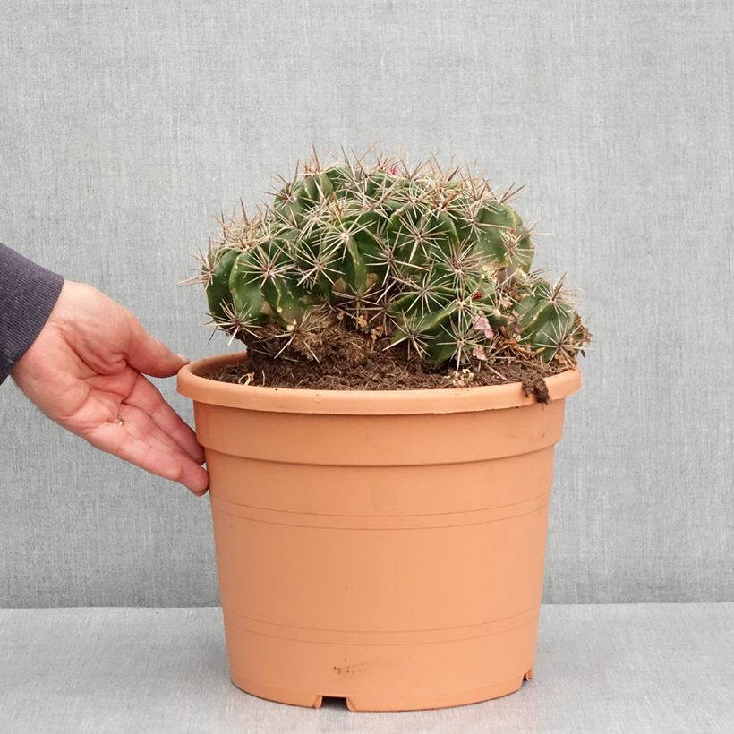 Example of Ferocactus robustus - Ferokaktus Topf mit 7,5L/10L as you get in automne