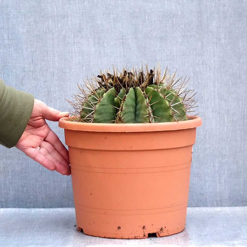 Exemplar von Ferocactus schwarzii - Ferokaktus Topf mit 7,5L/10L wie im Winter geliefert