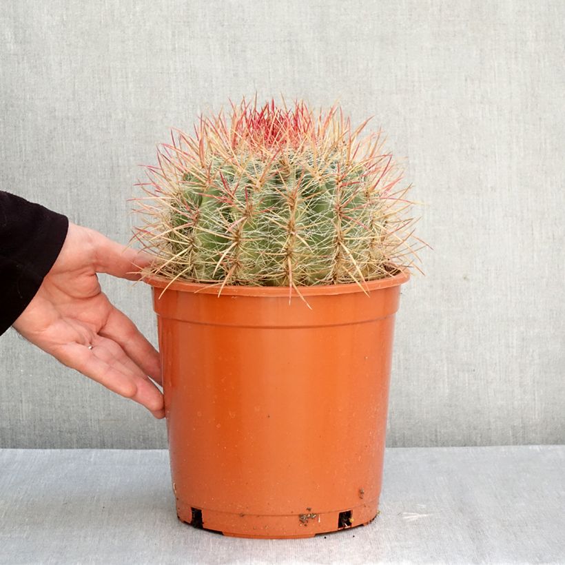 Exemplar von Ferocactus stainesii - Ferocactus stainesii Topf mit 4L/5L wie im Herbst geliefert