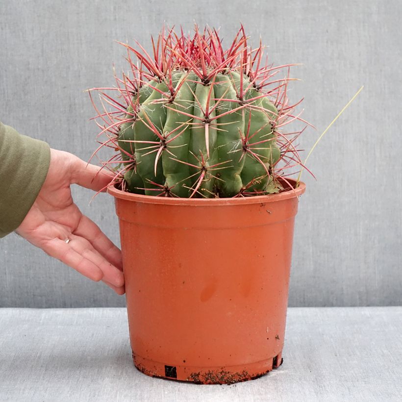 Exemplar von Ferocactus stainesii - Ferocactus stainesii Topf mit 4L/5L wie im Winter geliefert