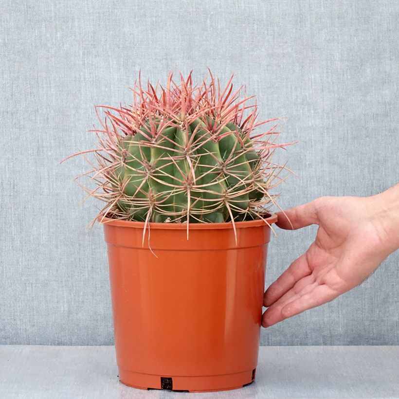 Example of Ferocactus stainesii - Ferocactus stainesii Topf mit 4L/5L as you get in ete