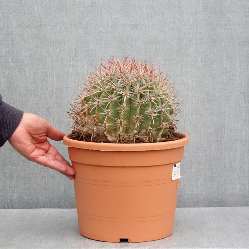 Example of Ferocactus stainesii var. pilosus - Ferocactus stainesii Topf mit 7,5L/10L as you get in printemps