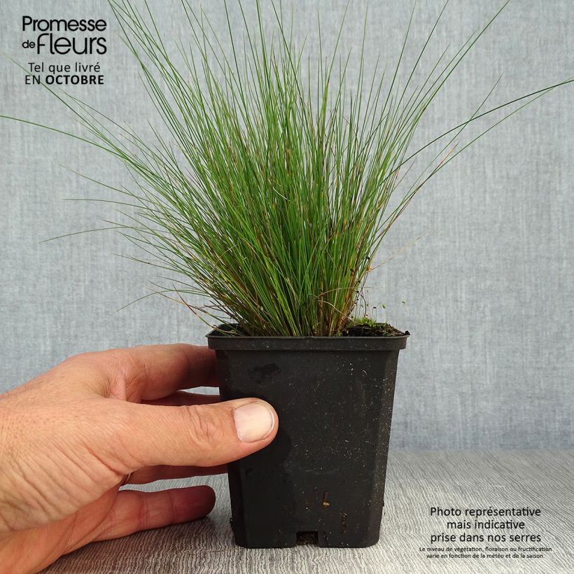Example of Amethyst-Schwingel - Festuca amethystina Kleine Töpfe von 8/9 cm as you get in automne