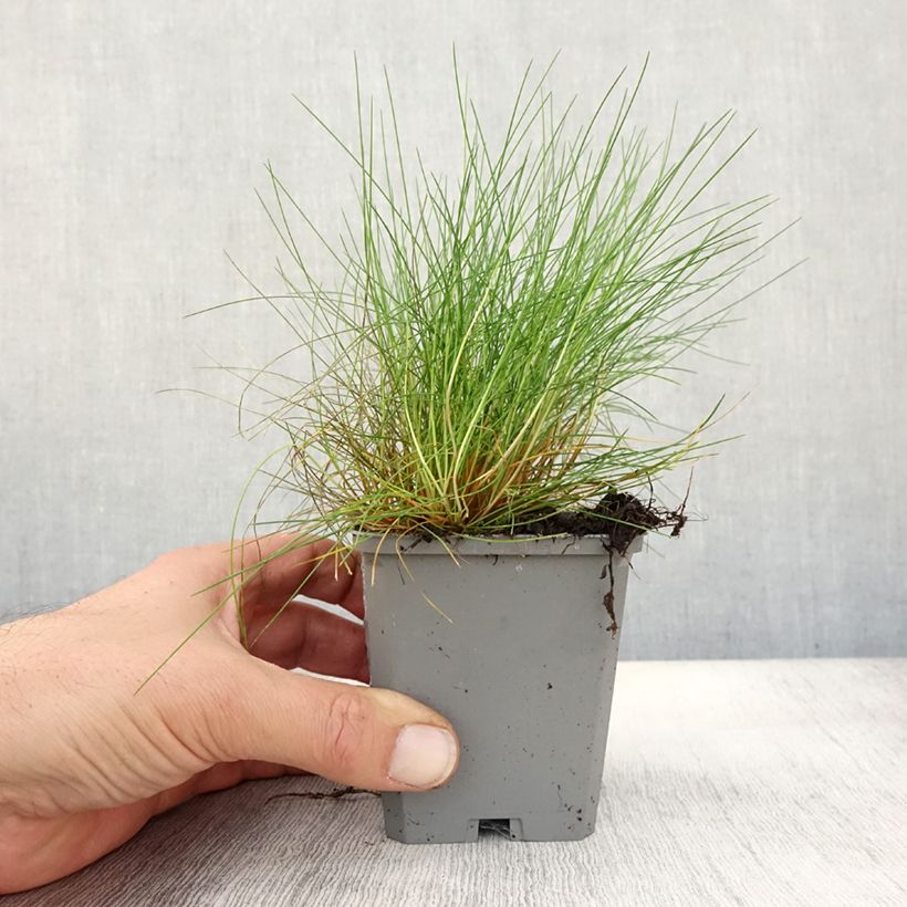 Example of Bärenfell-Schwingel - Festuca gautieri Kleine Töpfe von 8/9 cm as you get in automne