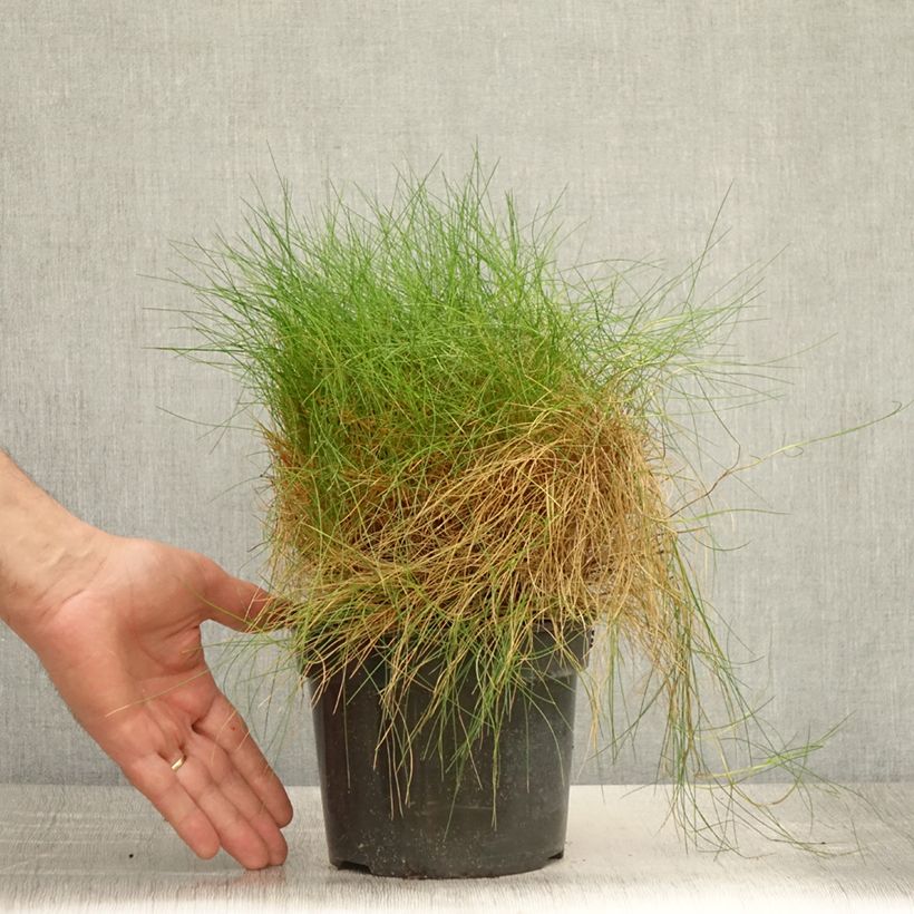 Example of Bärenfell-Schwingel - Festuca gautieri Topf mit 2L/3L as you get in ete