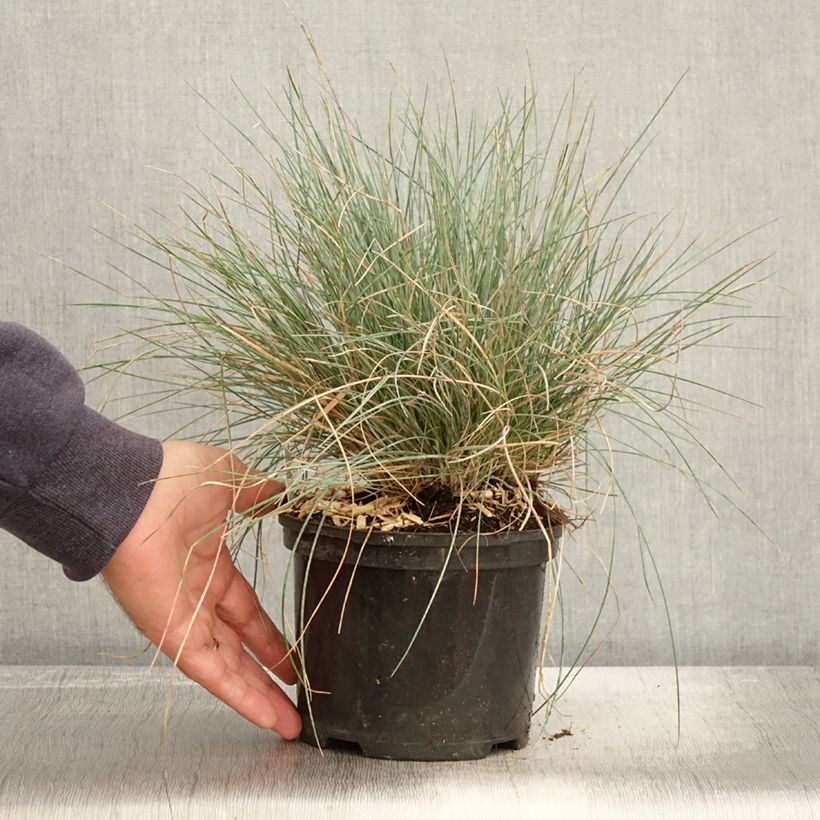 Example of Blau-Schwingel Intense Blue - Festuca glauca Topf mit 2L/3L as you get in automne