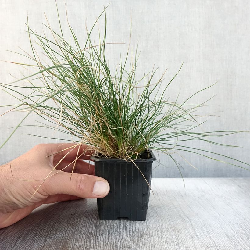 Example of Schwingel Sunrise - Festuca Kleine Töpfe von 8/9 cm as you get in automne