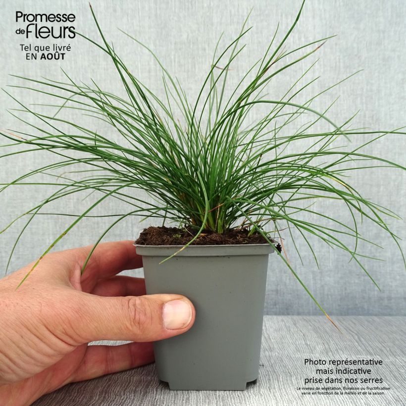 Exemplar von Schwingel Sunrise - Festuca Kleine Töpfe von 8/9 cm wie im Sommer geliefert