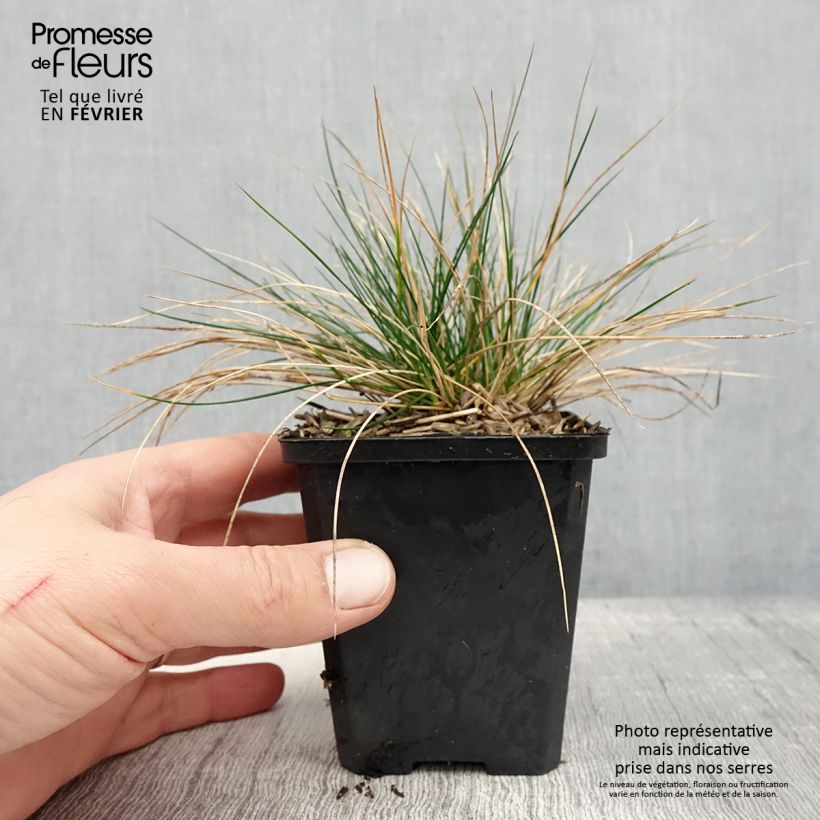 Exemplar von Schwingel Sunrise - Festuca Kleine Töpfe von 8/9 cm wie im Winter geliefert