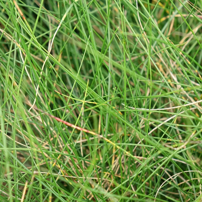 Schwingel Sunrise - Festuca (Foliage)
