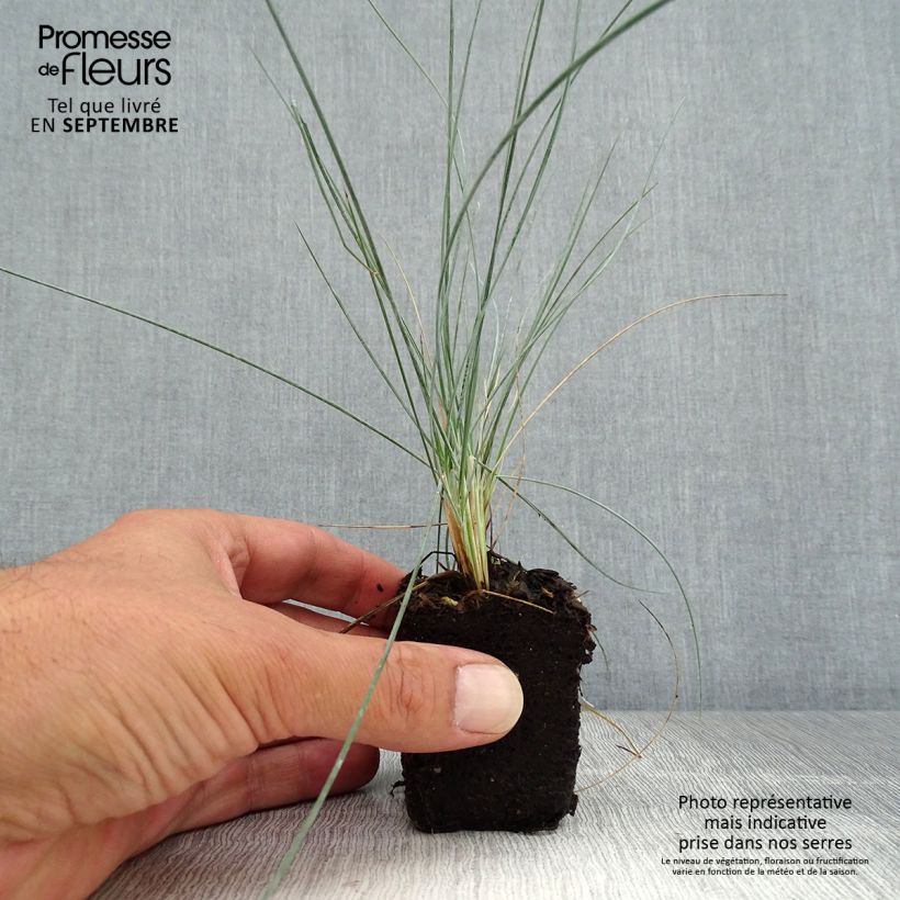 Example of Blau-Schwingel Easy Blue - Festuca glauca Mini-Plug Ø 3/4 cm as you get in automne