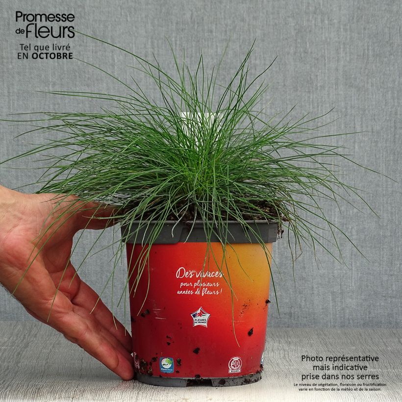 Example of Schaf-Schwingel var. glauca - Festuca ovina Topf mit 2L/3L as you get in automne