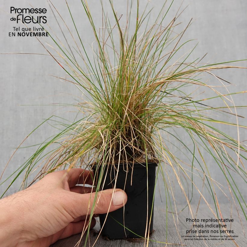 Example of Schaf-Schwingel - Festuca ovina Kleine Töpfe von 8/9 cm as you get in automne