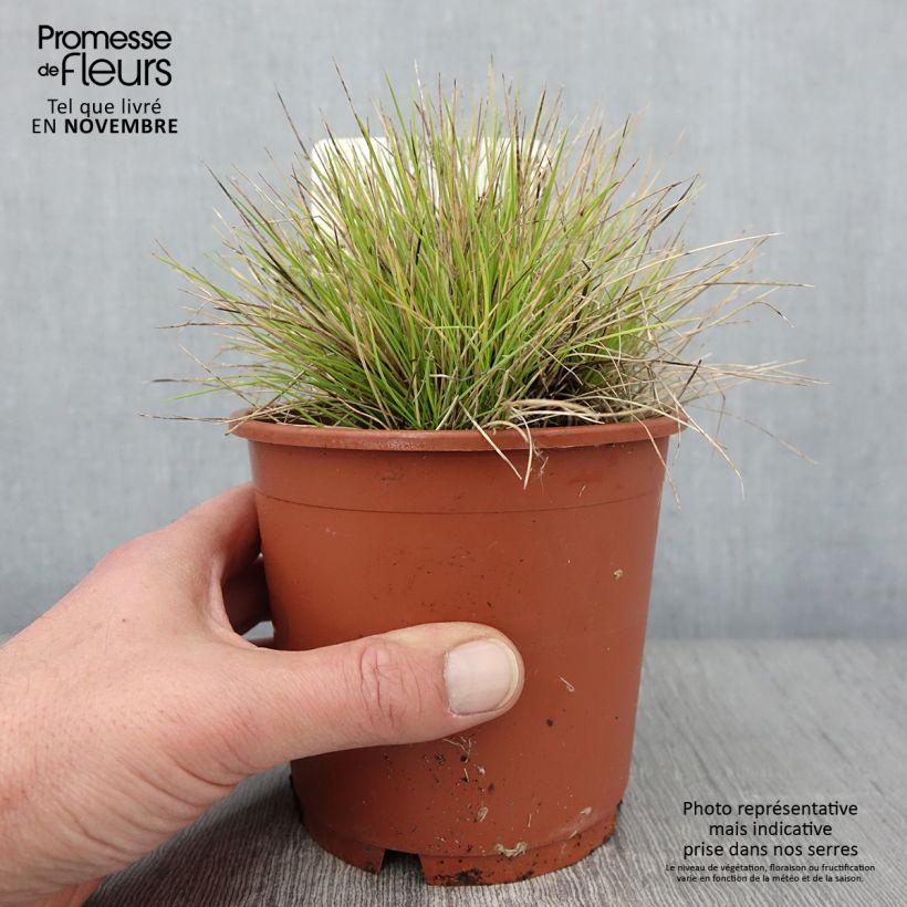 Example of Blau-Schwingel Golden Toupee - Festuca glauca Topf mit 1L/1,5L as you get in automne
