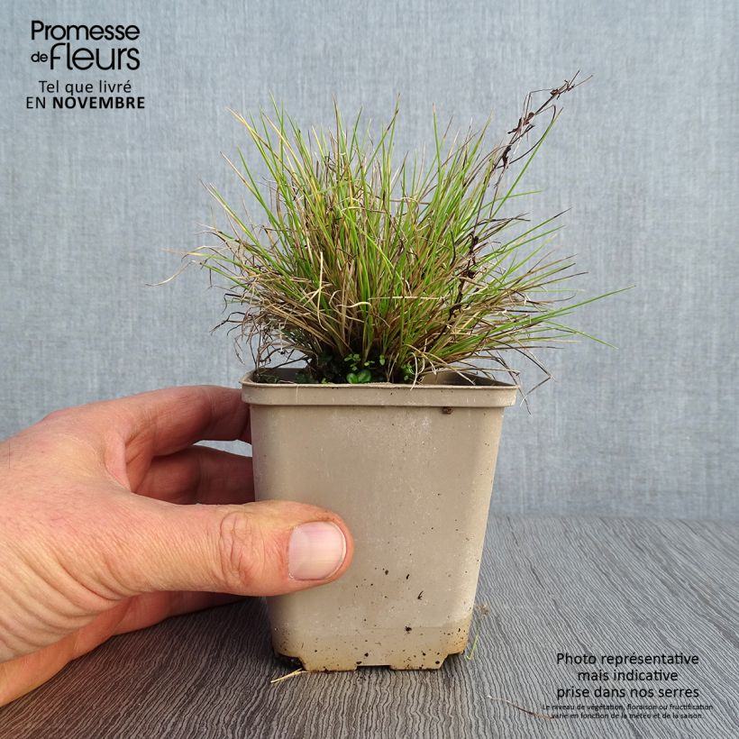Example of Blau-Schwingel Golden Toupee - Festuca glauca Kleine Töpfe von 8/9 cm as you get in automne