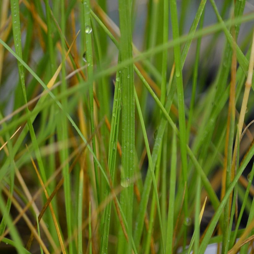 Atlas-Schwingel - Festuca mairei (Foliage)
