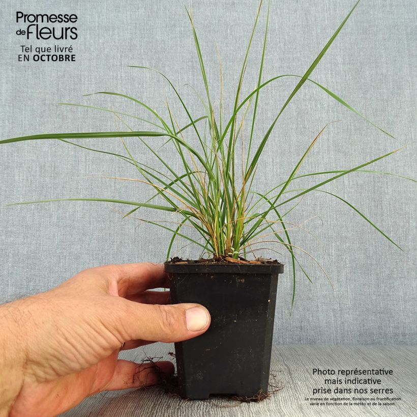 Example of Atlas-Schwingel - Festuca mairei Kleine Töpfe von 8/9 cm as you get in automne