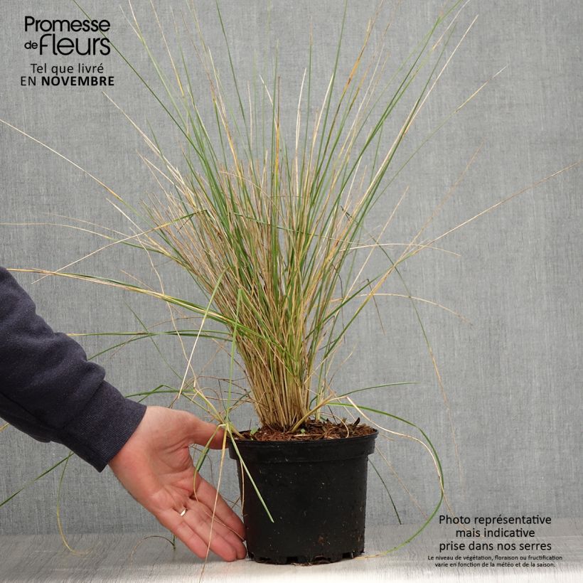 Example of Atlas-Schwingel - Festuca mairei Topf mit 2L/3L as you get in automne