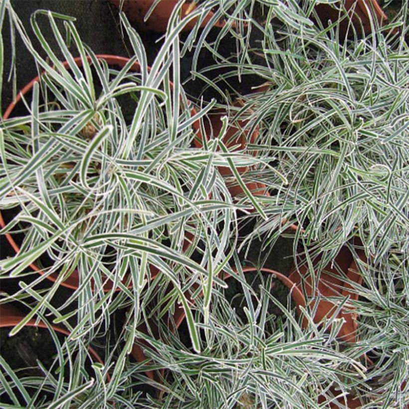 Ficinia truncata Ice Crystal - Zwerbinse (Foliage)