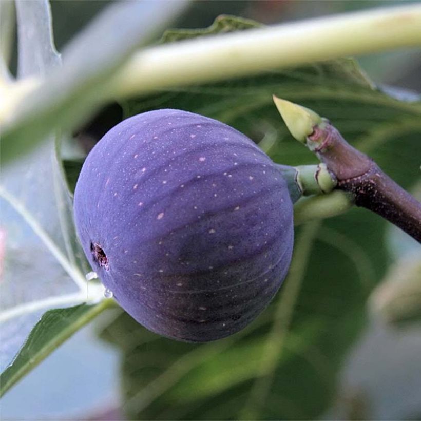 Feige Ronde De Bordeaux - Ficus carica (Harvest)