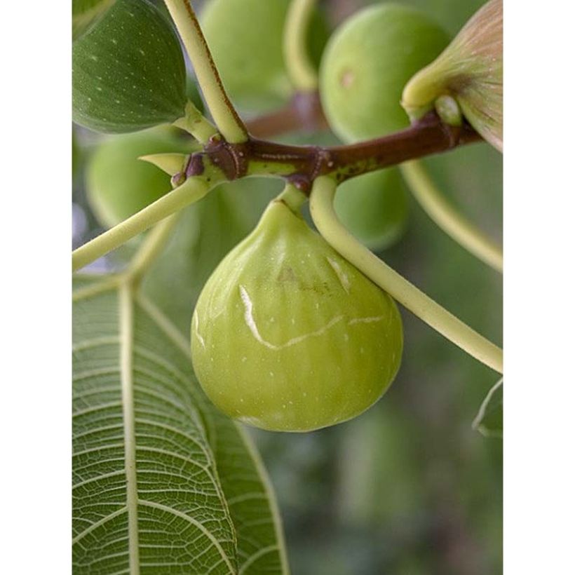 Feige Sucre Vert - Ficus carica (Harvest)