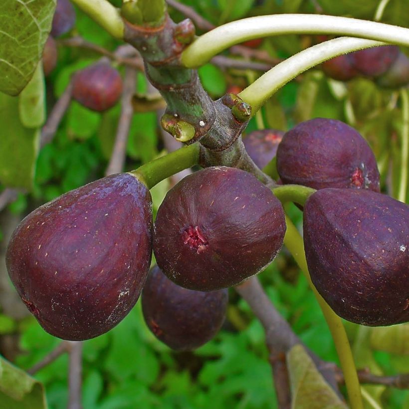 Feige Sultane - Ficus carica (Harvest)
