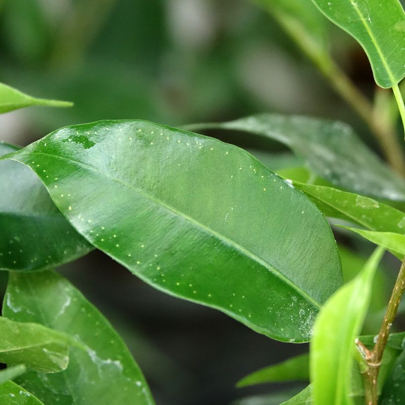 Ficus Natasja - Birkenfeige (Laub)