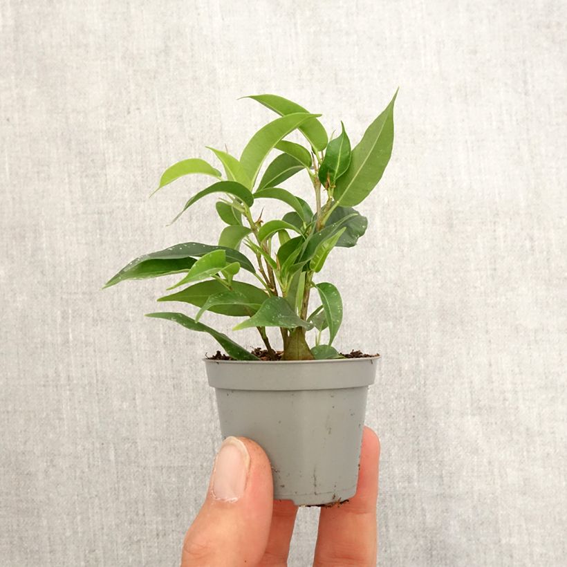 Example of Ficus Natasja - Birkenfeige Mini-plante as you get in printemps