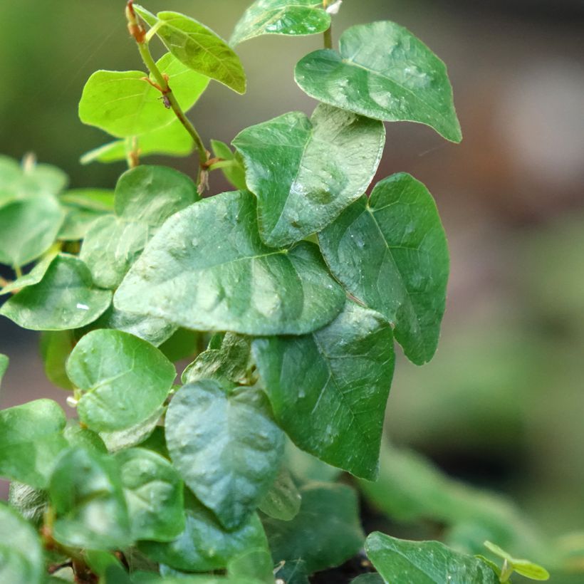 Ficus pumila Arina - Kletter-Feige (Laub)