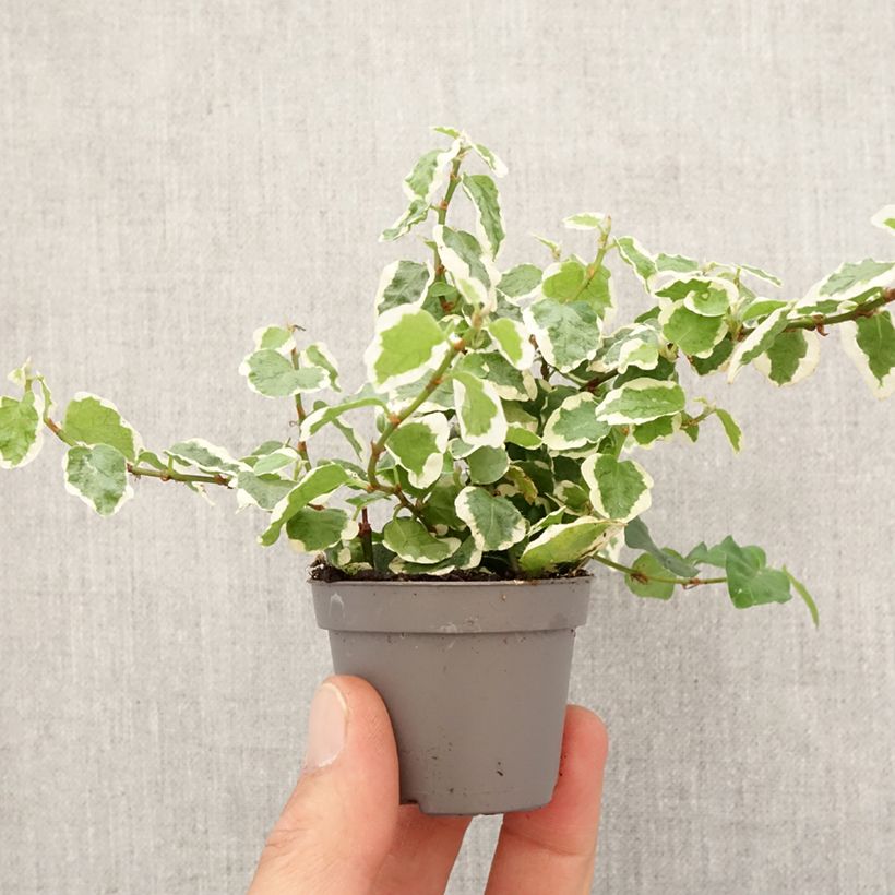 Example of Ficus pumila Bellus - Kletter-Feige Mini-plante as you get in printemps