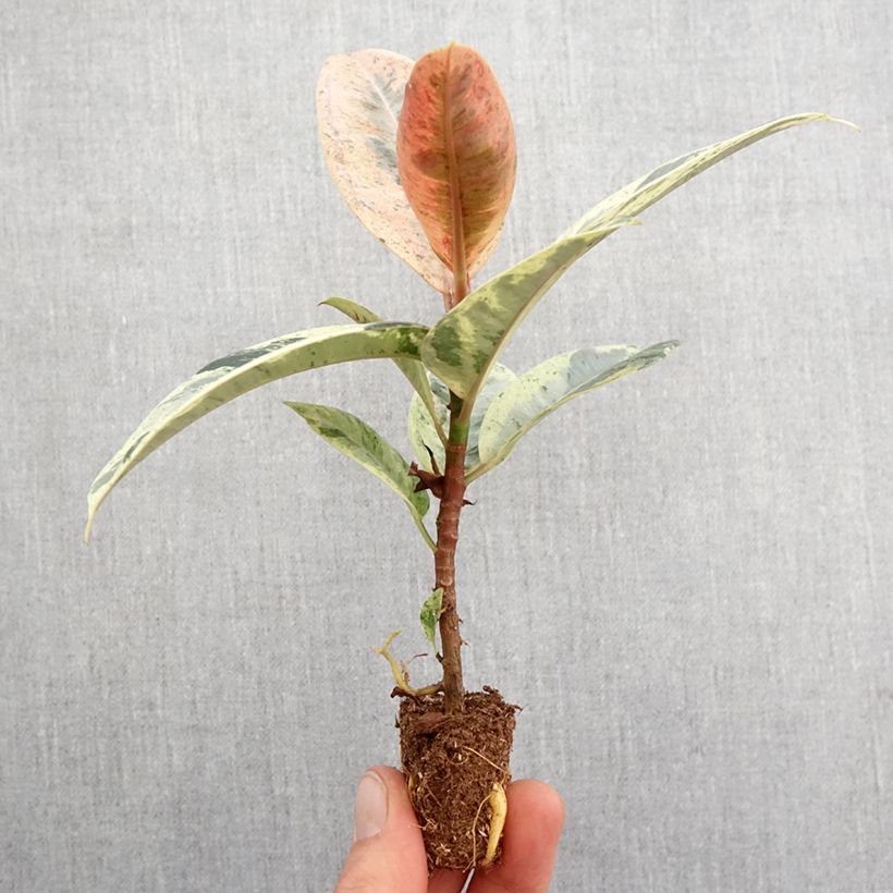 Example of Ficus Shivereana - Gummibaum Mini-plante as you get in printemps