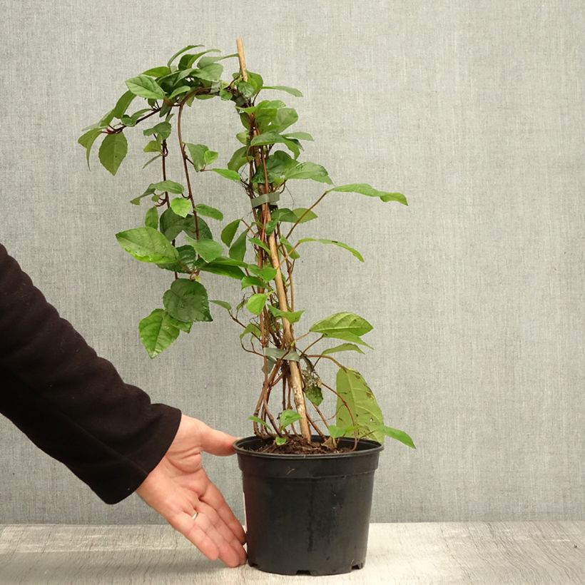 Example of Ficus tikoua Topf mit 2L/3L as you get in automne