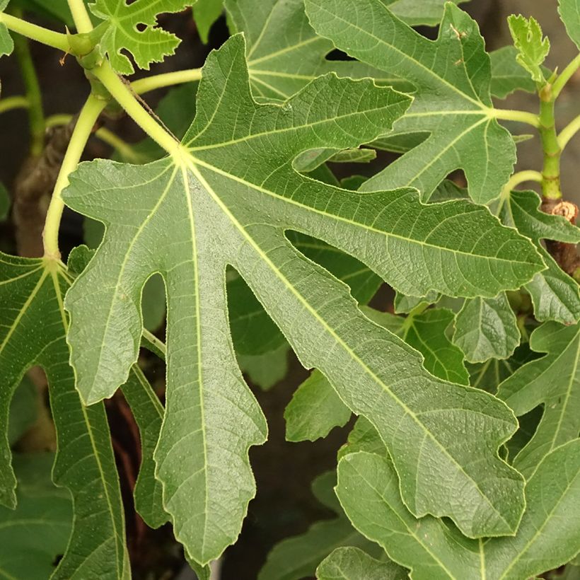 Feige Bornholm's Diamant - Ficus carica (Foliage)