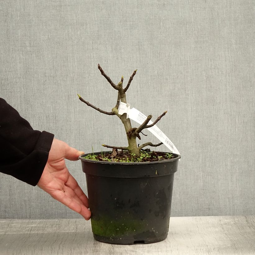 Example of Feige Bornholm's Diamant - Ficus carica Topf mit 4L/5L, Strauch/Busch, mehrstämmig as you get in automne