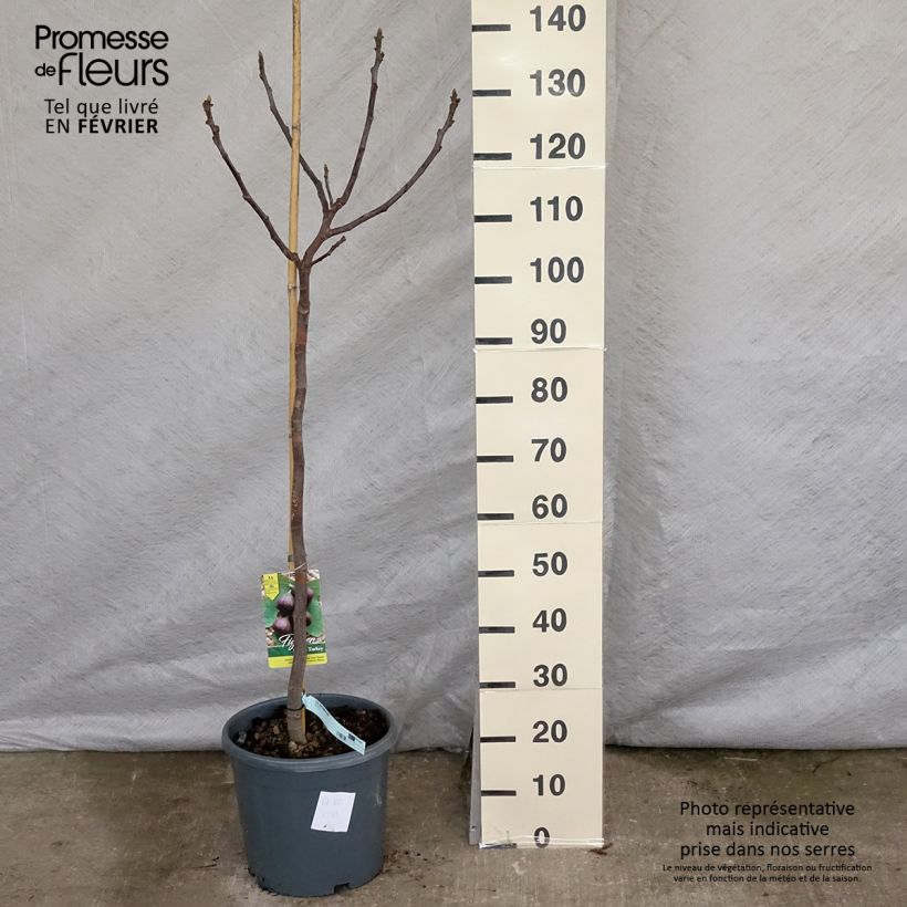 Example of Feige Brown Turkey - Ficus carica Topf mit 7,5L/10L, Halbstamm as you get in hiver