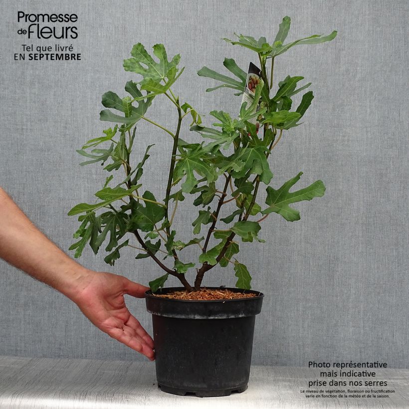Example of Feige Brown Turkey - Ficus carica Topf mit 4L/5L, Heister as you get in automne