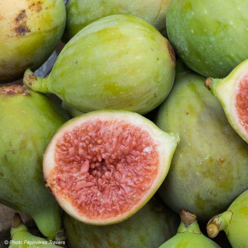 Feige Portogallo - Ficus carica (Harvest)